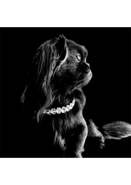Kedi & Köpek Kristal Taşlı Kolye fiyatları