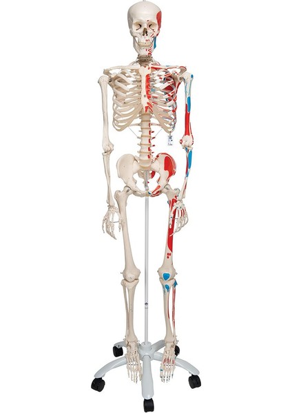 Iskelet Modeli 160 cm indirimleri