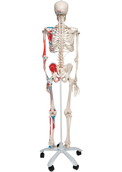 Iskelet Modeli 160 cm