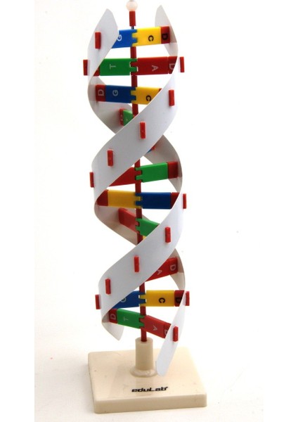 Dna Modeli fiyatları