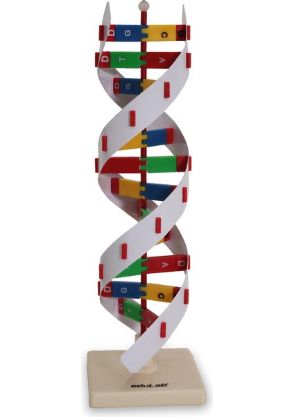 Dna Modeli modelleri