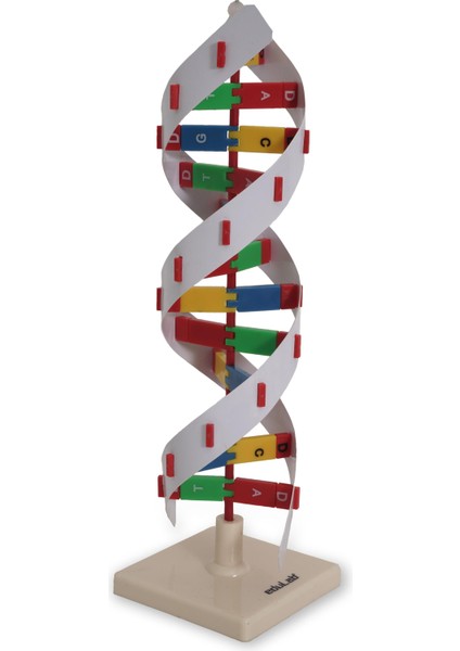 Dna Modeli fırsatları