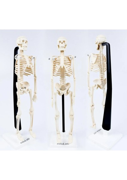 Iskelet Modeli 46 cm fiyatları