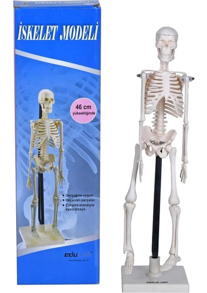 Iskelet Modeli 46 cm modelleri