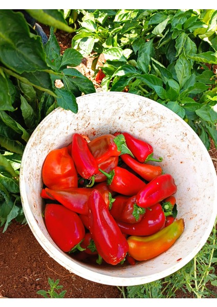 Ev Yapımı Katkısız ACI Biber Salçası 1 KG – Köy Usulü Güneşte Kurutulmuş Doğal Salça fiyatları