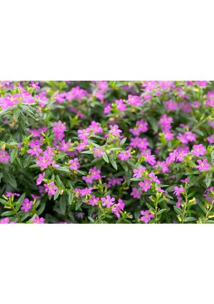 Gardenbox Kufeya Cennet Çiçeği, 10 Adet, Pembe, 20-30 cm fiyatları