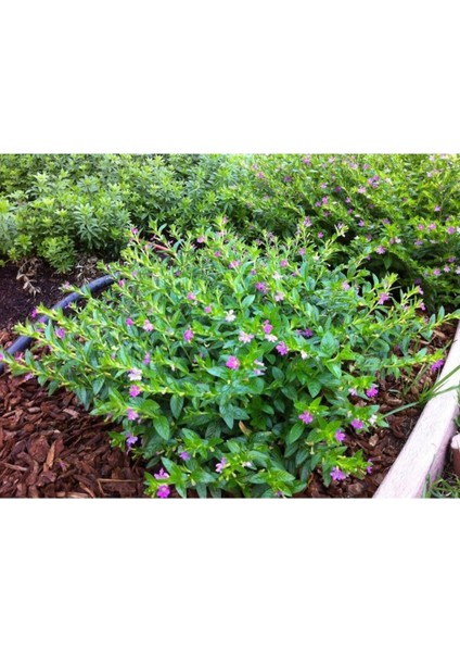 Gardenbox Kufeya Cennet Çiçeği, 10 Adet, Pembe, 20-30 cm modelleri