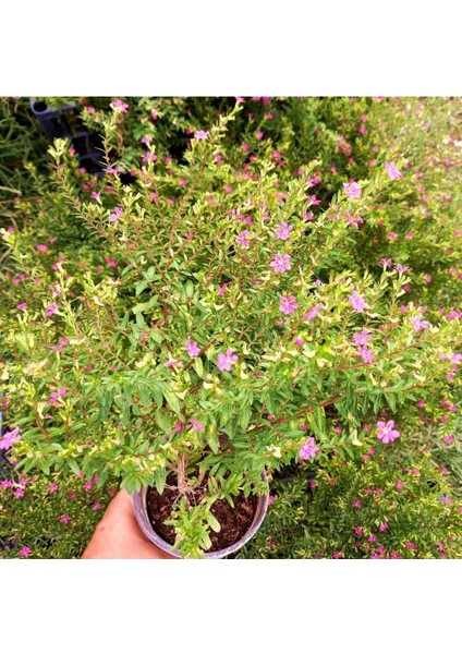 Gardenbox Kufeya Cennet Çiçeği, 10 Adet, Pembe, 20-30 cm fırsatları