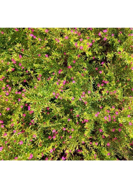Gardenbox Kufeya Cennet Çiçeği, 10 Adet, Pembe, 20-30 cm indirimleri