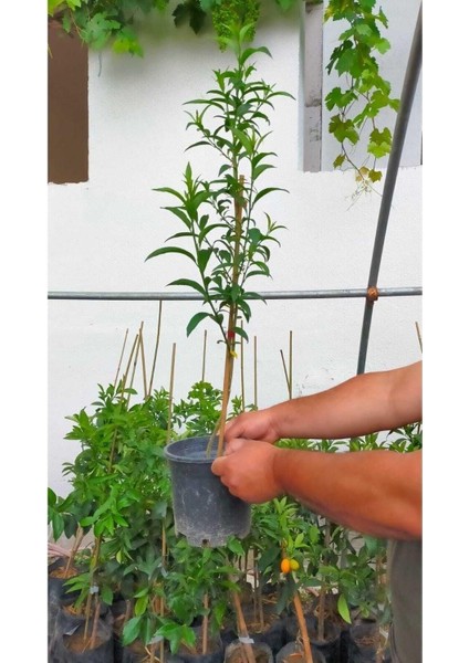 Serada Decor & Plant Melisa Çiçeği (Parfüm Çiçeği), Beyaz Çiçekli, Otsu Bitki fiyatları