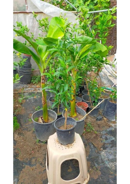 Serada Decor & Plant Melisa Çiçeği (Parfüm Çiçeği), Beyaz Çiçekli, Otsu Bitki modelleri