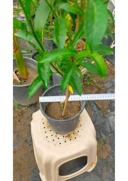 Serada Decor & Plant Melisa Çiçeği (Parfüm Çiçeği), Beyaz Çiçekli, Otsu Bitki fırsatları