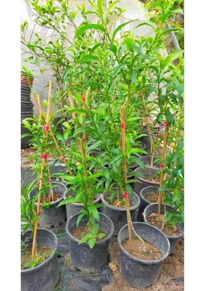 Serada Decor & Plant Melisa Çiçeği (Parfüm Çiçeği), Beyaz Çiçekli, Otsu Bitki indirimleri