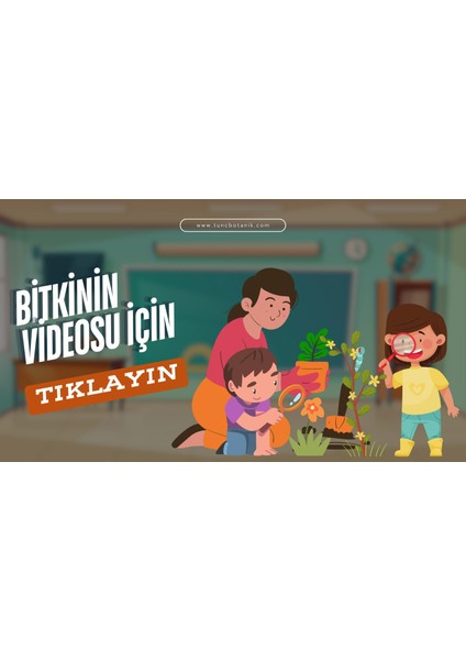 ARONYA FİDANI 3-4 YAŞ 80-100 CM