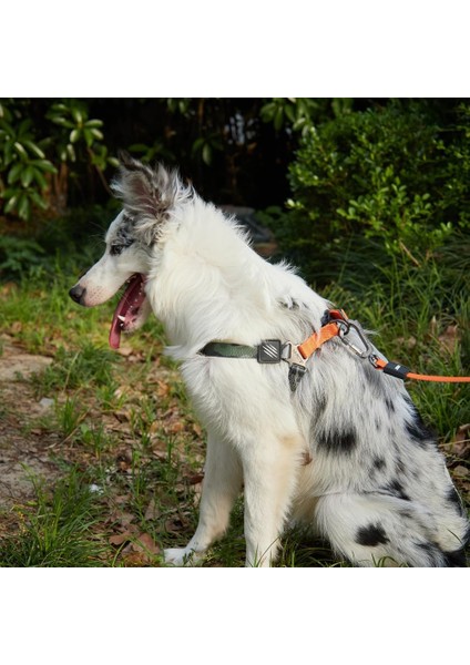 Nerimu M-Pets Wıld Jungle Harness (S)
