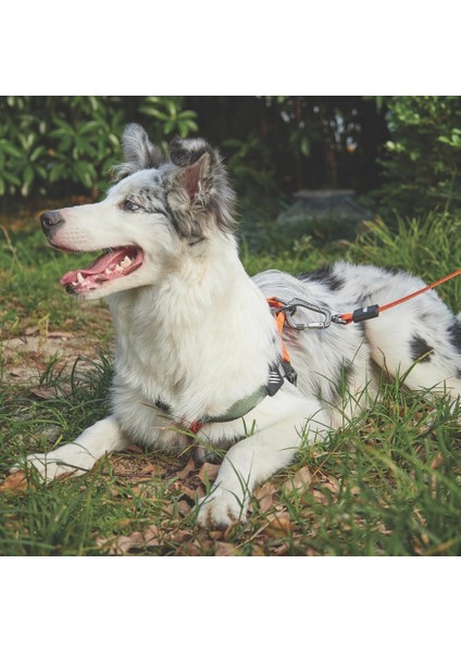 Nerimu M-Pets Wıld Jungle Harness (S)