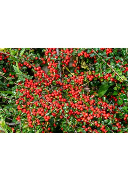 COTONEASTER HORİZONTALİS - YAYILICI DAĞ MUŞMULASI