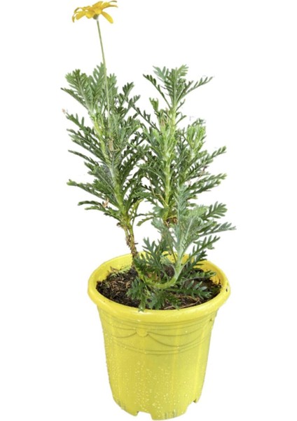 Bitkim Sende Sarı Çalı Papatya, 20-40 Cm, 4 Adet Saksılı Canlı Bitki fiyatları