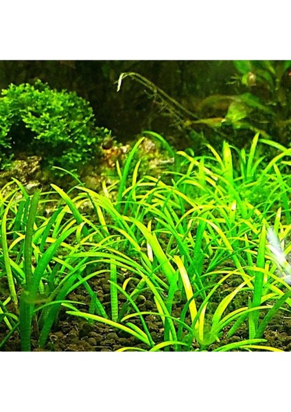Sagittaria Subulata In Vitro Canlı Bitki fiyatları