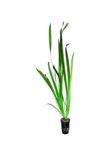 Prime Vallisneria Gigantea Dev Saz Saksı Canlı Bitki fiyatları