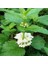 Melisa Çiçeği Fidanı (Melissa Officinalis): Doğal Sağlığınız Için Bir Mucize "limon Otu" 3