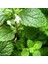 Melisa Çiçeği Fidanı (Melissa Officinalis): Doğal Sağlığınız Için Bir Mucize "limon Otu" 4