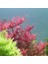 Özden Aquatics 1 Saksı Rotala Colorota Canlı Akvaryum Bitkisi 4