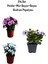 Rengarenk Pembe+Alacalı Mor+Beyaz Renk Bodrum Papatyası 3'lü Set Bahçe Bitkisi 1