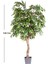 Yapay Smilax Ağacı Tek Gövde Yeşil 140 Cm. 3