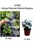 Beyaz Kartopu(Viburnum) Çiçeği+Beyaz Bodrum Papatyası 2'li Peyzaj Seti 1