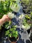 Beyaz Kartopu(Viburnum) Çiçeği+Beyaz Bodrum Papatyası 2'li Peyzaj Seti 2