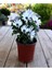 Beyaz Kartopu(Viburnum) Çiçeği+Beyaz Bodrum Papatyası 2'li Peyzaj Seti 3