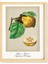 Mutfak Vintage Fruits Ayva-Quince Ahşap Çerçeveli Poster Tekli Dekor Duvar Tablo Seti 2