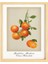 Mutfak Vintage Fruits Mandalina-Mandarin Ahşap Çerçeveli Poster Tekli Dekor Duvar Tablo Seti 2