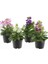 Karışık Renk 4 Adet Mini Şebboy Çiçeği 10-20CM Bahçe Peyzaj Bitki Seti 1