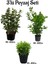 Viburnum(Kartopu) Fidanı+Defne Fidanı+Çalı Şimişiri 3'lü Bahçe Peyzaj Seti 1