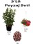 3'lü Peyzaj Seti Viburnum Fidanı Kırmızı Petunya Çiçeği Curf 1