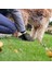 Köpek Kedi Kaka Poşeti Dışkı Poşeti 4'lü Set Dışkı Poşeti 3