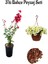 Kırmızı Oya Ağacı (30-60 cm)+Sarı Petunya Çiçeği (20-30 cm)+ 2 Lt Curf Dekoratif Taş 3'lü Peyzaj Seti 1