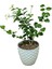 Ful Yasemin (30-60 cm)+Sarı Petunya Çiçeği (20-30 cm)+ 2 Lt Curf Dekoratif Taş 3'lü Peyzaj Seti 2