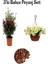 Fırça Çalısı (50-70 cm)+Sarı Petunya (20-30 cm)+ 2 Lt Curf Dekoratif Taş 3'lü Peyzaj Seti 1
