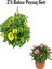 Sarı Renk Petunya Çiçeği (20-30 cm)+Pembe Karanfil (15-25) Cm 2'li Bahçe Peyzaj Seti 1