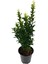 Yeşil Taflan (15-25 cm)+Sarı Petunya Çiçeği (20-30 cm)+ 2 Lt Curf Dekoratif Taş 3'lü Peyzaj Seti 2