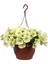 Sarı Begonvıl (30-60 cm)+Sarı Petunya Çiçeği (20-30 cm)+ 2 Lt Curf Dekoratif Taş 3'lü Peyzaj Seti 3
