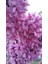 3 Adet Tüplü Erguvan Ağacı (Cercis Siliquastrum) Fidanı (50*80 cm Boy Tüplü] 1