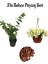 Katmerli Ful Yasemin (30-60 cm)+Sarı Petunya (20-30 cm)+ 2 Lt Curf Dekoratif Taş 3'lü Peyzaj Seti 1