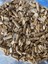 Tavşan Yemi Pelet Yem Arpa Flake 5 kg 2