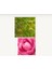 Loccıtane Rose Hand Cream - Gül El Kremi 150ml 3