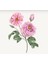 Loccıtane Rose Hand Cream - Gül El Kremi 150ml 4