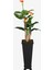Ahşap Saksıda Yapay Gala Ağacı 165 cm 1